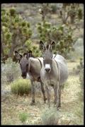 Equus asinus
